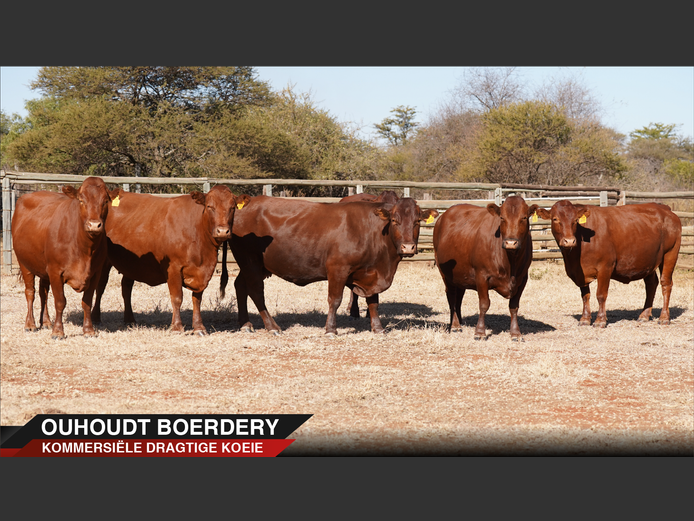Commercial Animals | Ouhoudt Boerdery-
Settlers

