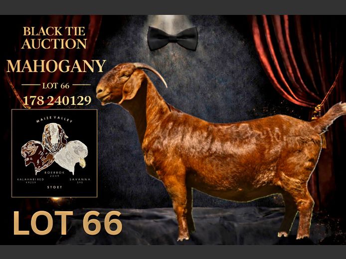 178240129 | Maize Valley Kalahari red stoet 