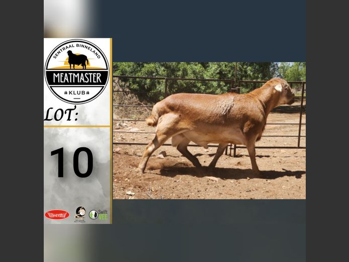 Ram | Ja-Nee Boerdery