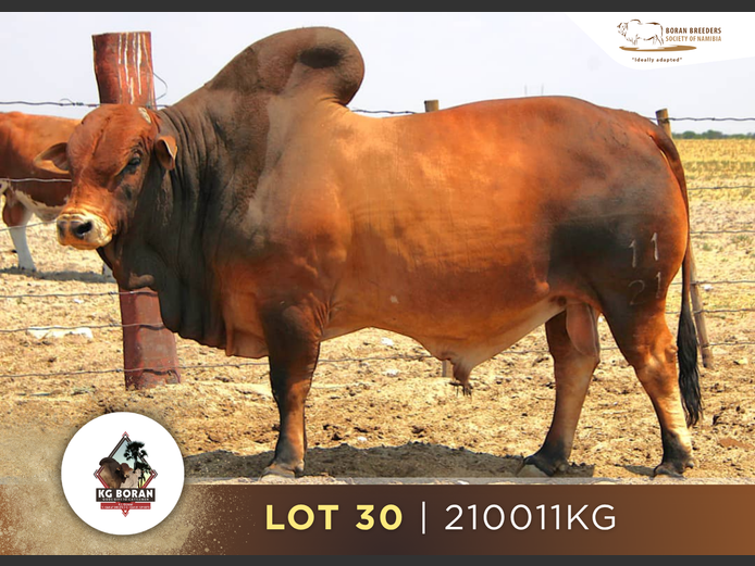 21-0011KG | GUNZEL BORAN