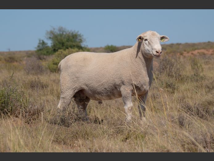 HE 240266 | EKSTEEN’S HATARI DORMER STUD