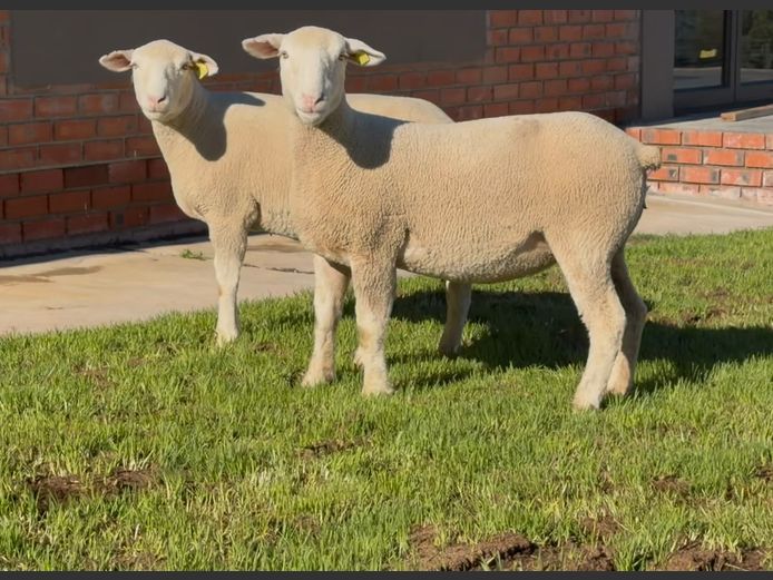 Commercial Animals | Heyman Dormers