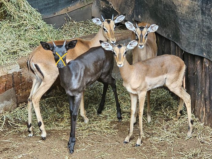 ROOIBOK | DE KOK BOERDERY