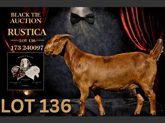 173240097 | Maize Valley Kalahari red stoet