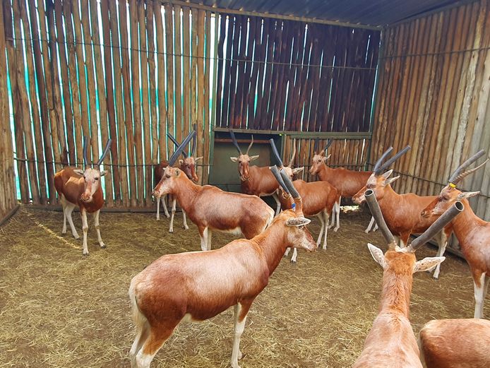 Blesbok Koper | Michael Marx 