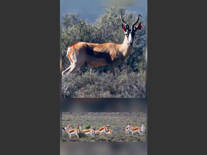 Kalahari Springbok Ooie