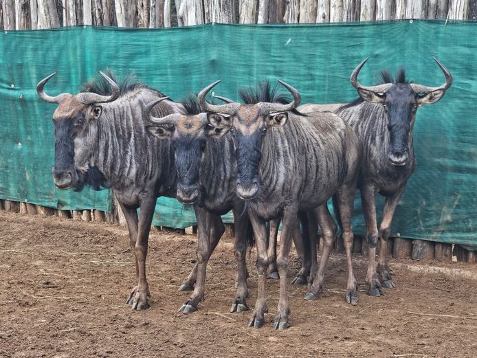 BLUEWILDEBEEST | FARM 258