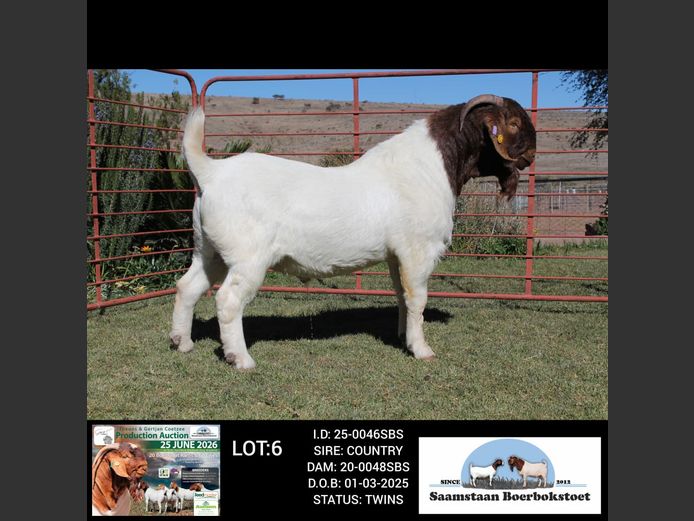 25-0046SBS | SAAMSTAAN BOERBOKSTOET