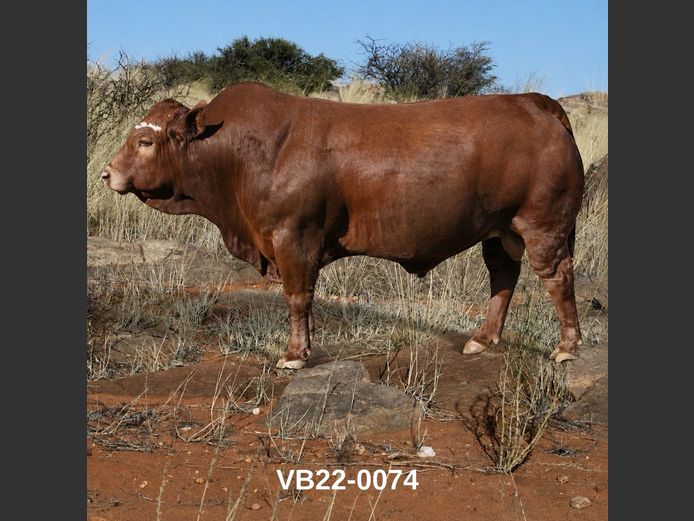 22-0074VB | VLEISBLOK BEEFMASTERS