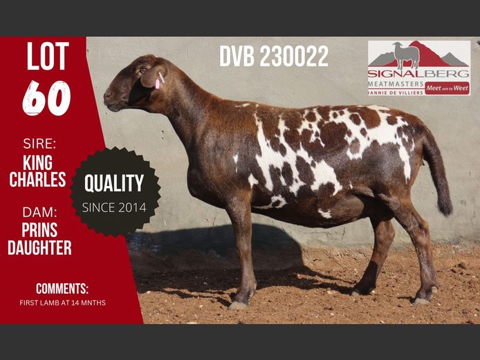 DVB 230022 | SIGNALBERG MEATMASTERS