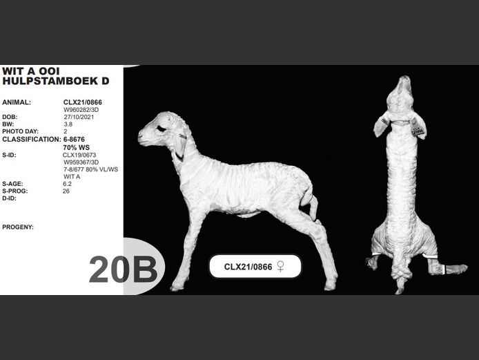 WIT A OOI HULPSTAMBOEK D | CLX21/0866 ♀