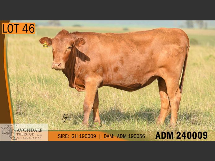 ADM 240009 | A.D. MULLINS