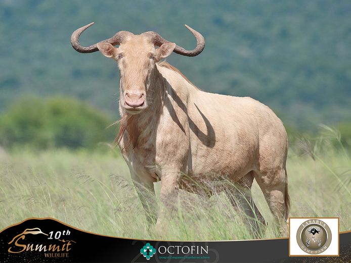Blue Wildebeest Cows running with 29 1/8" Tesla	
