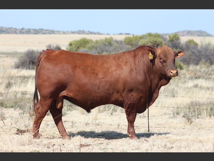 BBB2389 | TRIO B BOERDERY