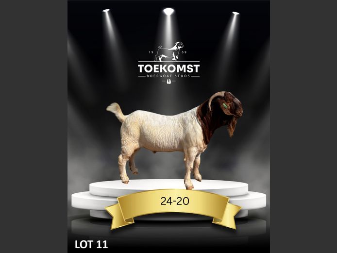 175240020 | TOEKOMST BOERGOAT STUDS