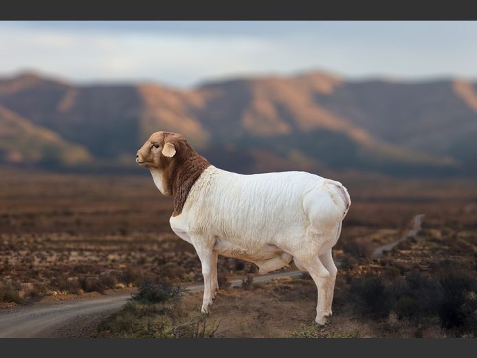 24./1 | Dirk Lötter