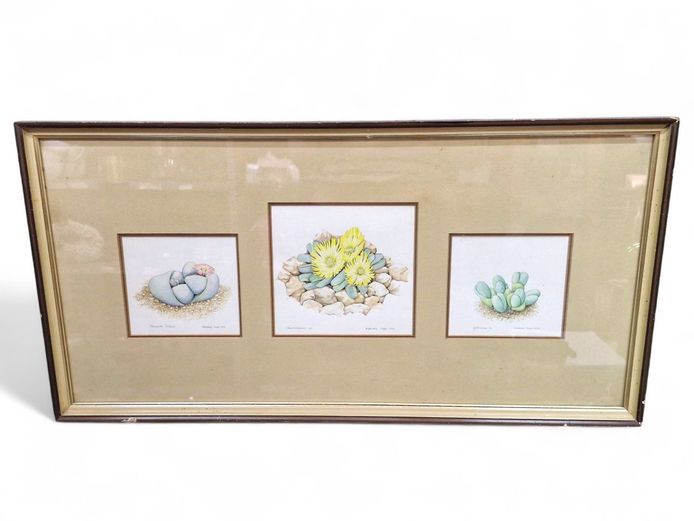 Barbara Jeppe 1979 Illustrative Botanicals Framed