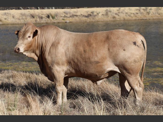 Lot 4 13DE GO WEST TULI VEILING SwiftVEE Livestock & Cattle