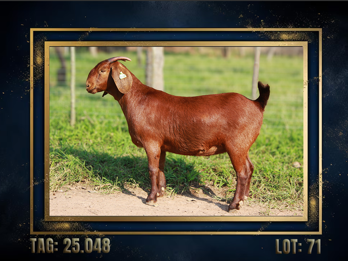 157250048 | CMLW Kalahari red stoet