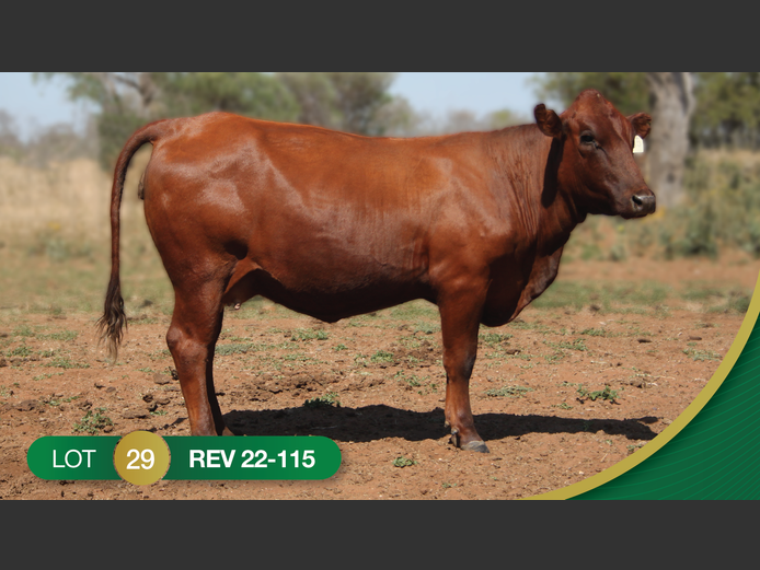 REV220115 | REVELAS BONSMARAS