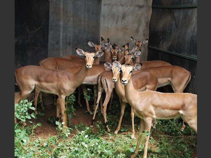 IMPALA | Christo Kruger Bdy