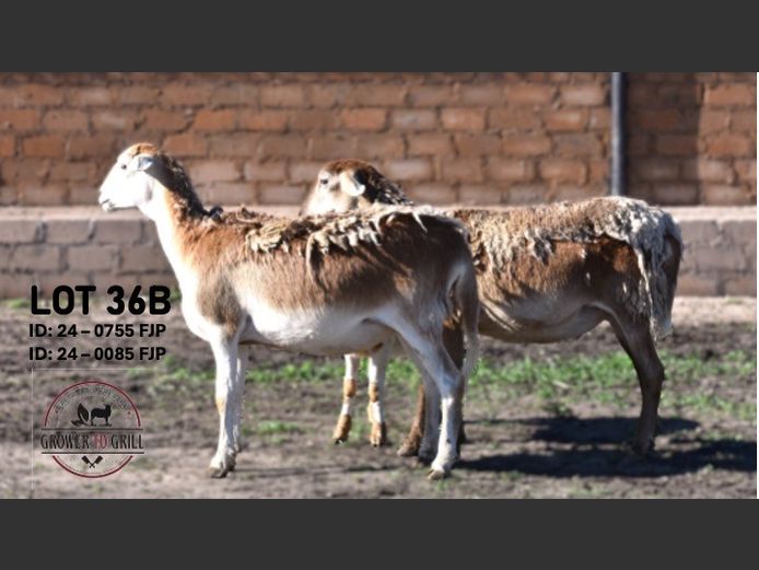 24-0755FJP | 24-0085FJP | GROWER TO GRILL STUD