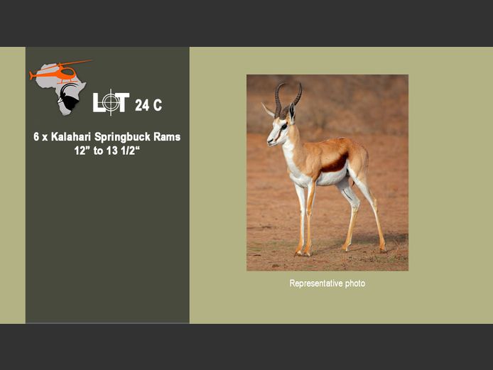 Kalahari Springbuck