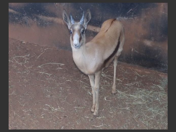 KOPER SPRINGBOK