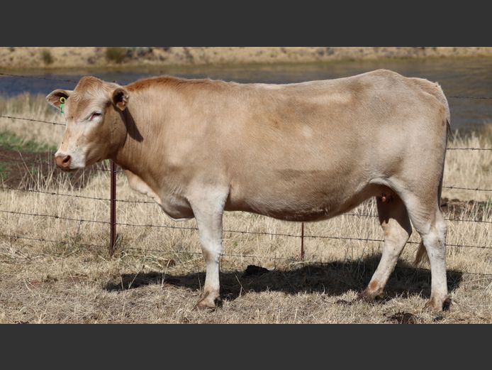 HBH 190093 | CLARK CATTLE COMPANY PTY LTD
