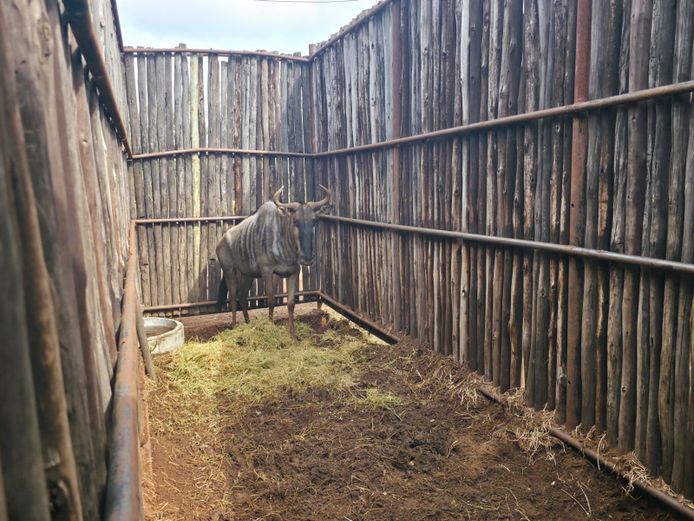 BLOUWILDEBEES | HANLEY