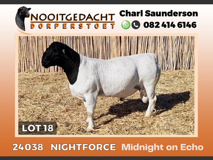 24038 | NOOITGEDACHT  DORPERS