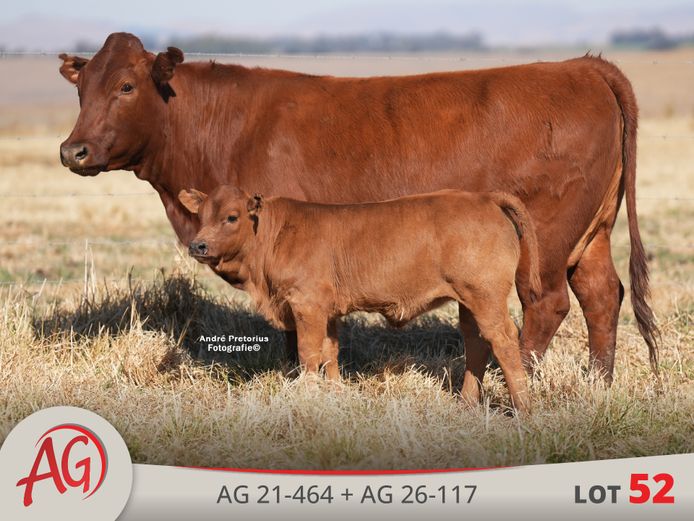 AG210464 | ARTHUR DE VILLIERS & SEUN