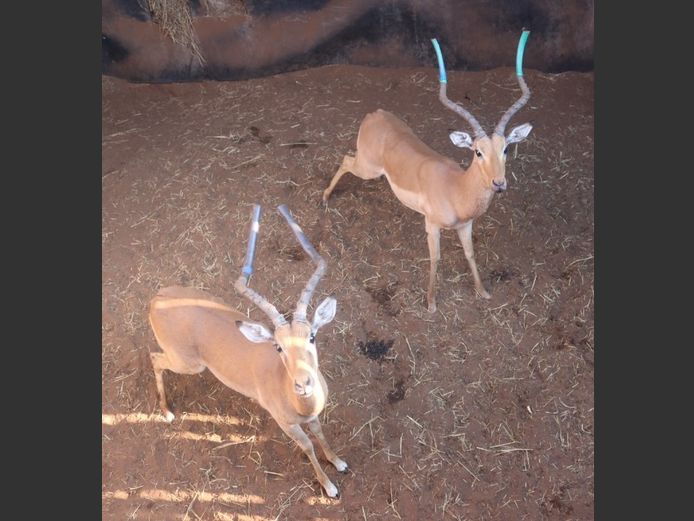 ROOIBOKKE