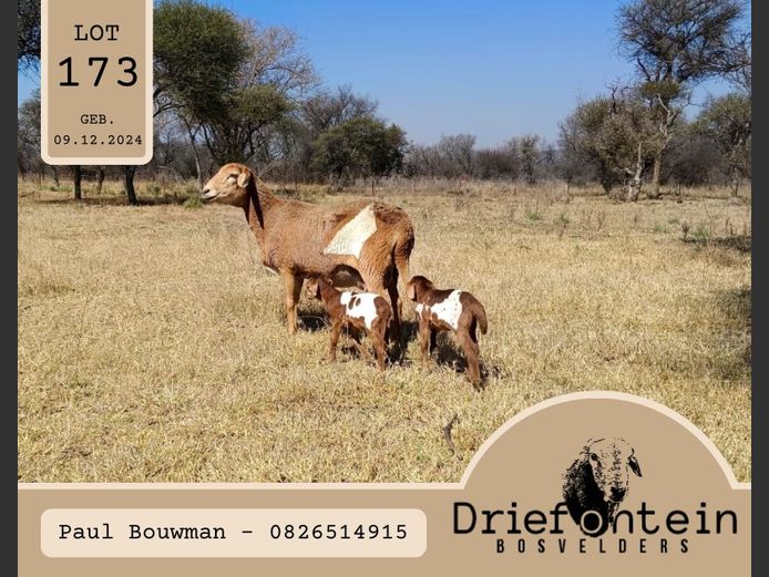 24-29 | DRIEFONTEIN BOSVELDERS