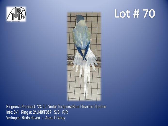 0-1 '24 Ringneck Parakeet: Violet TurquoiseBlue Cleartail Opaline - Birds Haven