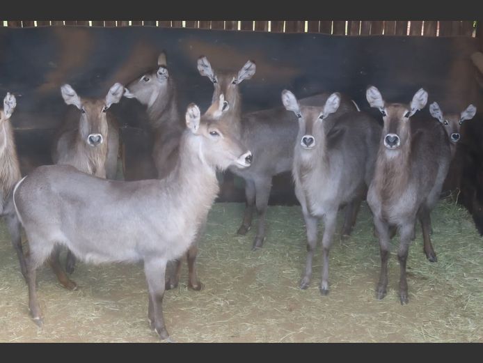 WATERBOKKE