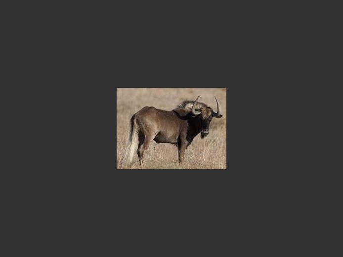Black Wildebeest F/G | Amakhala