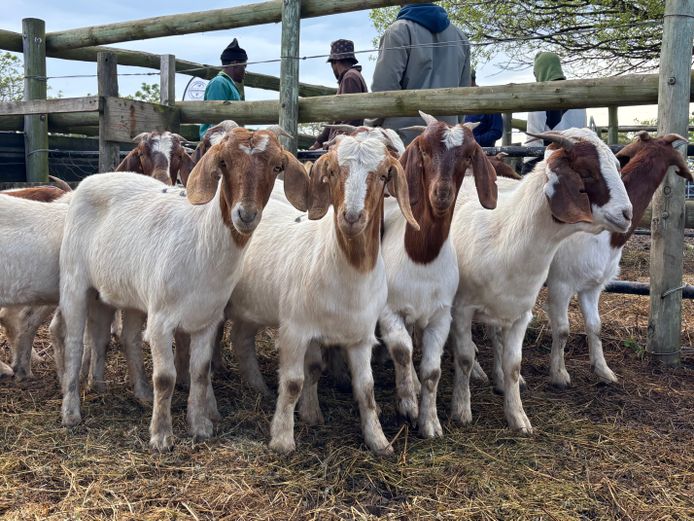 Commercial Ewes | SE Greeff