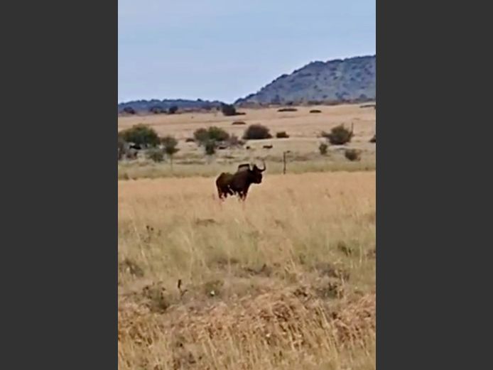 Swartwildebees | Tanzel Boerdery