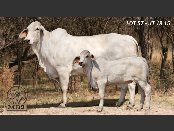 JT1815 | MBS BRAHMANE