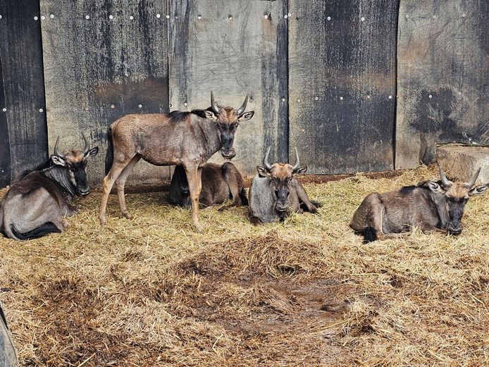 BLUE WILDEBEEST | ZEBULA