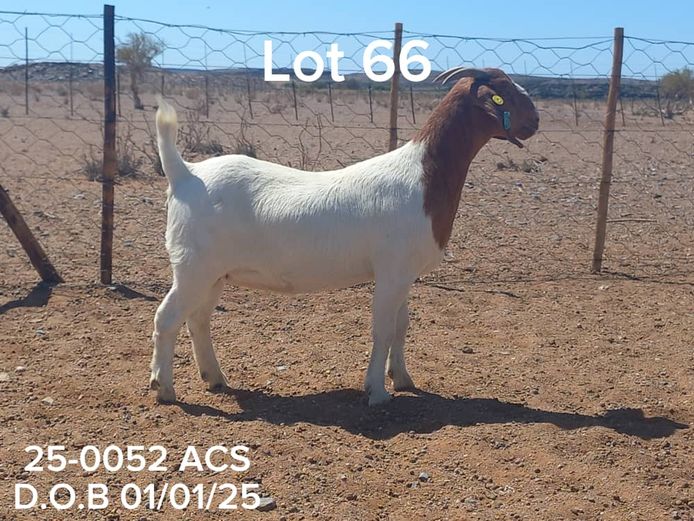 25-0052 ACS | ACS BOER GOATS