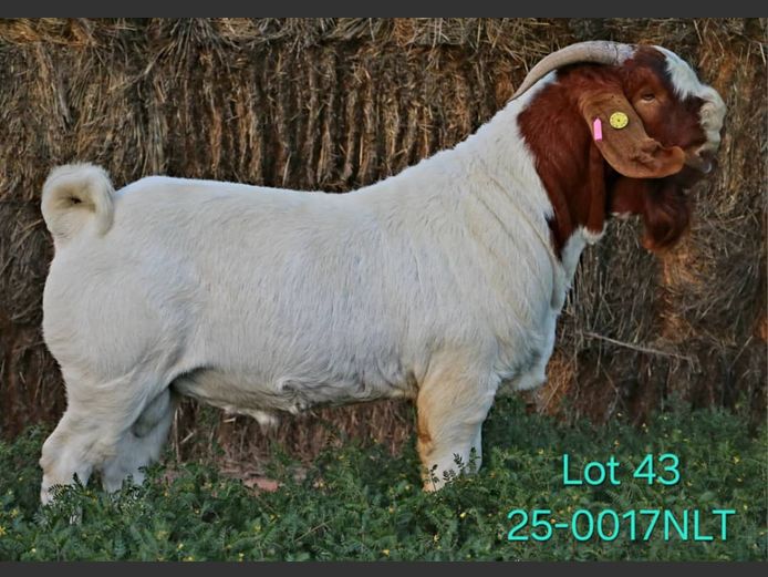 25-0017NLT | LEKWATER