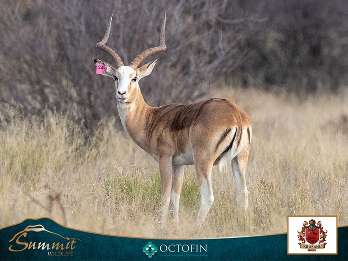 24 6/8" WHITE FLANK IMPALA RAM