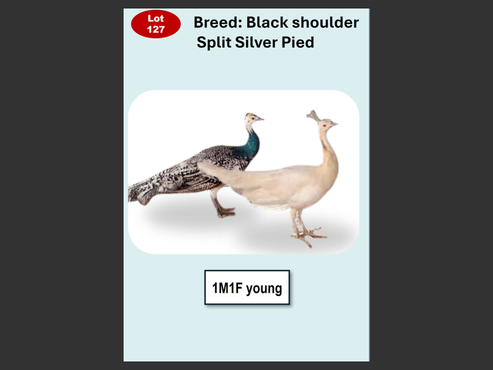 BLACK SHOULDER SPLIT SILVER PIED| ANNUAL MYTILUS AND ELOFF