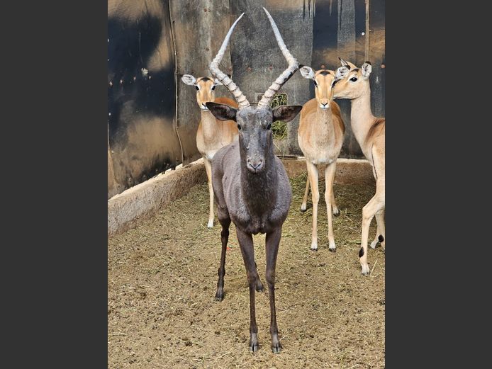 BLACK IMPALA | HIGHLAND