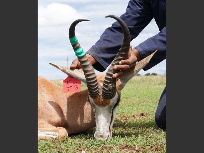 Damara Springbok Ram