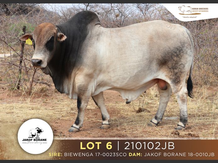 21-0102JB | JAKOF BORANE