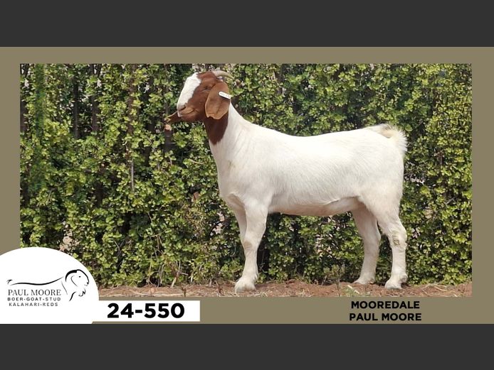 24-550  |  Paul Moore - Mooredale