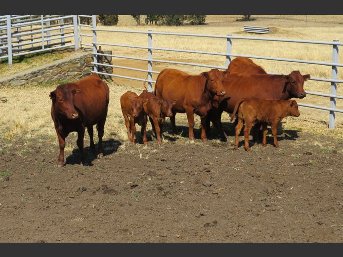 Commercial Animals